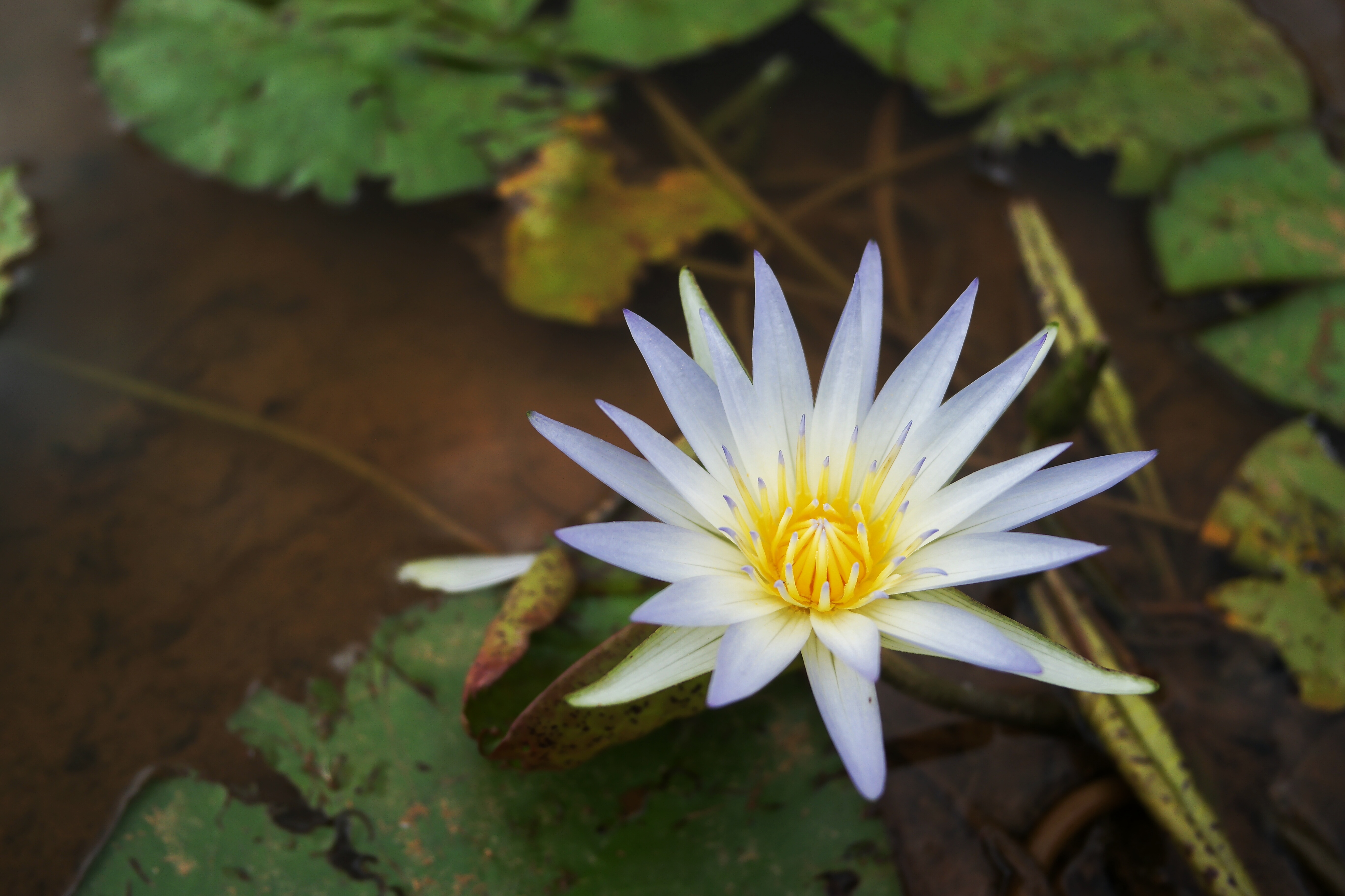 Nymphaea_caerulea_(Nymphaeaceae)